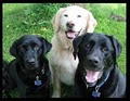 TipTopTails Dog Training image 1