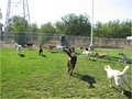 Top Notch Dog Training image 2