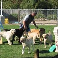 Top Notch Dog Training image 7