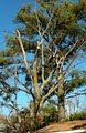 Tree Climbers Tree Service image 3