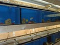 Tropical Fish Place image 5