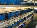 Tropical Fish Place image 7