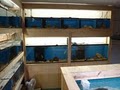 Tropical Fish Place image 8