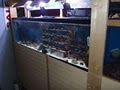 Tropical Fish Place image 9