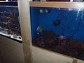 Tropical Fish Place image 10