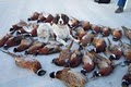 UGUIDE South Dakota Pheasant Hunting image 2