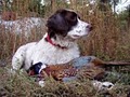 UGUIDE South Dakota Pheasant Hunting image 3
