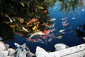 Upscale Koi image 3
