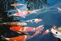 Upscale Koi image 5