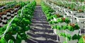 Vertical Paradise Farms at Knott's Greenhouses image 4