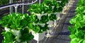 Vertical Paradise Farms at Knott's Greenhouses image 5