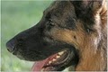 "Von Den Oher Tannen"   German Shepherd Dogs image 2