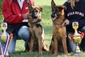 "Von Den Oher Tannen"   German Shepherd Dogs image 3