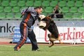 "Von Den Oher Tannen"   German Shepherd Dogs image 4