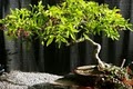 Window Box Bonsai Accents & Art Gallery image 7