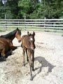 Wolfshohl Horse Training at Goose Creek Farm image 8