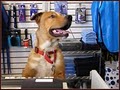 Woody's Dog Wash & Boutique image 3