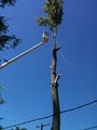 Your Maintenance Source Tree Service & Landscaping image 10