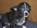 bamakennels.com image 2