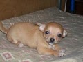 bamakennels.com image 3