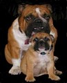 english bull dogs image 2