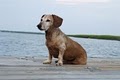 #1 Charleston SC Dog Walker & Pet Sitter Services - Always Pets image 3