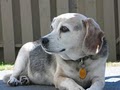 #1 Charleston SC Dog Walker & Pet Sitter Services - Always Pets image 4