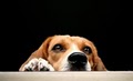 #1 Charleston SC Dog Walker & Pet Sitter Services - Always Pets image 1