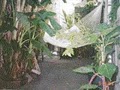1870 Banana Courtyard French Quarter/New Orleans B&B image 3