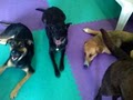 4-Legged Friends Dog Daycare & Boarding image 2