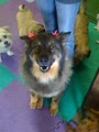 4-Legged Friends Dog Daycare & Boarding image 3