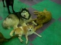 4-Legged Friends Dog Daycare & Boarding image 4
