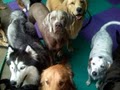 4-Legged Friends Dog Daycare & Boarding image 5