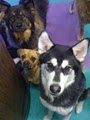 4-Legged Friends Dog Daycare & Boarding image 6