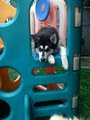 4-Legged Friends Dog Daycare & Boarding image 7