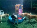 4-Legged Friends Dog Daycare & Boarding image 8