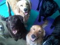 4-Legged Friends Dog Daycare & Boarding image 9