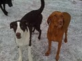 4-Legged Friends Dog Daycare & Boarding image 10