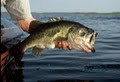 AJ's Freelancer Bass Fishing Guide Service, Orlando image 3