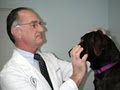 Acupuncture for Pets image 1