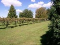 Alto Vineyards Champaign image 5