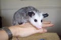 Animal Advocates Wildlife Rehabilitation image 3