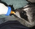 Animal Advocates Wildlife Rehabilitation image 4