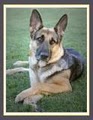 Appleridge German Shepherds image 2