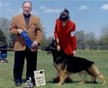 Appleridge German Shepherds image 3
