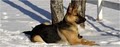 Appleridge German Shepherds image 5