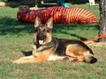 Appleridge German Shepherds image 6