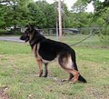 Appleridge German Shepherds image 8