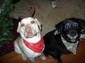 Athens Home and Pet Sitters image 2