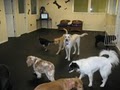 Austin Dogtown Boarding & Daycare image 2